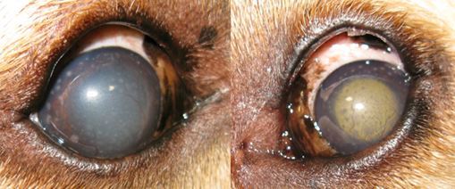 Macular Corneal Dystrophy (MCD) in Dogs